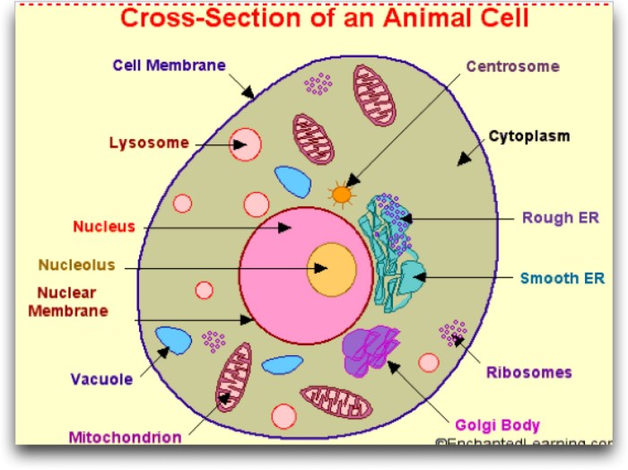 Cells and cell organelles worksheet answers