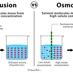 Lab one diffusion and osmosis answers