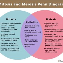 Mitosis vs meiosis chart answer key