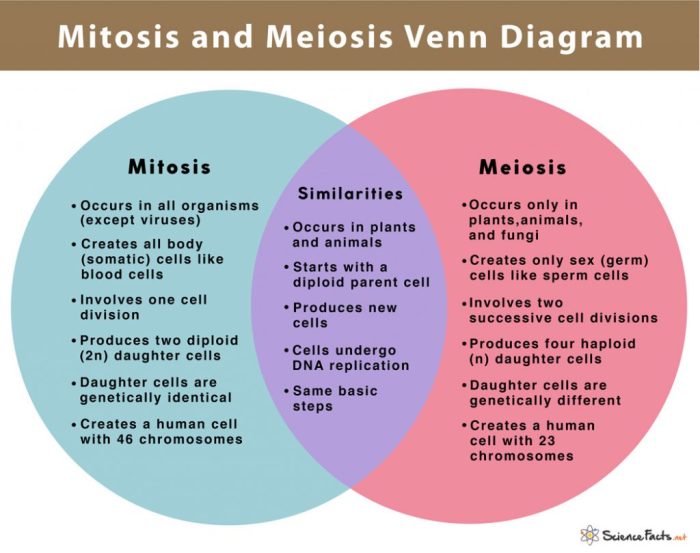 Mitosis vs meiosis chart answer key