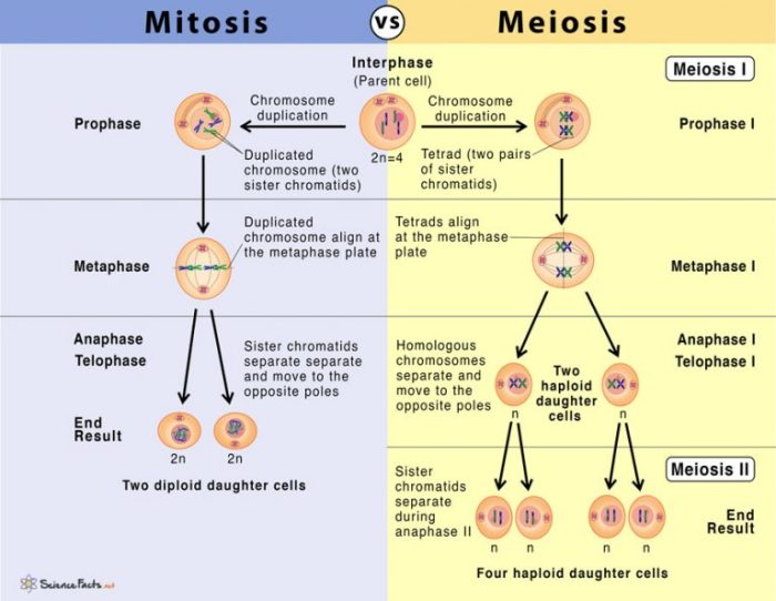 Mitosis meiosis worksheet answer key stages phases diagram answers animal cells biology following six document diagrams name studyres s1 lab