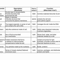 Cells and cell organelles worksheet answers