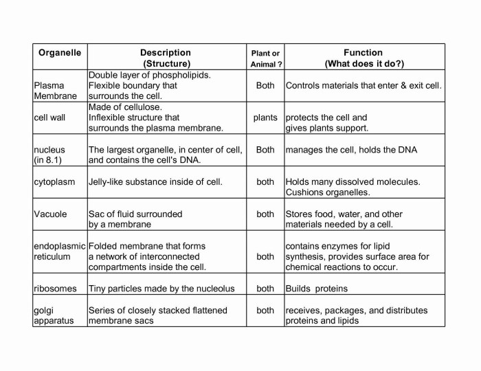 Cells and cell organelles worksheet answers