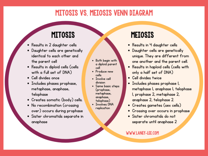 Mitosis vs meiosis chart answer key