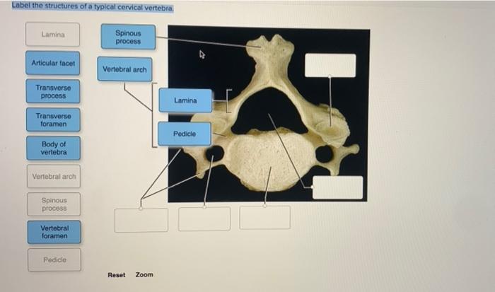 Vertebrae vertebral cervical thoracic bones lumbar physiology axial spinal medical amplifire kf1