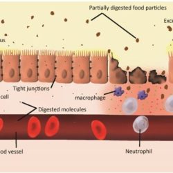 Cell lining the small intestine assembles fats