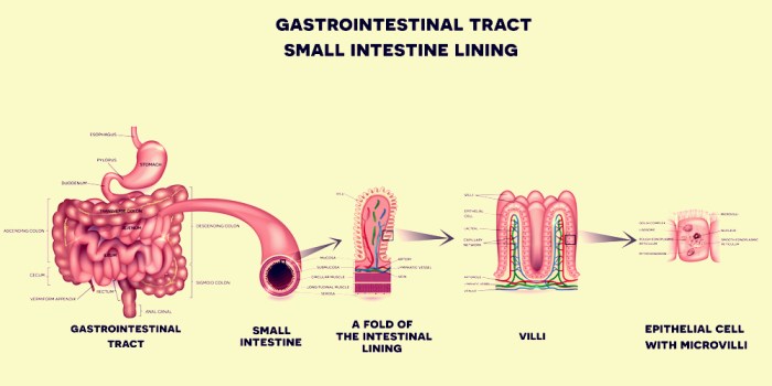 Cell lining the small intestine assembles fats