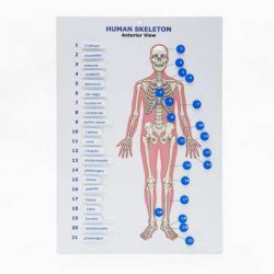 Human skeleton anatomy activity worksheet answers