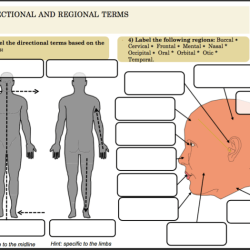 Openstax anatomy and physiology test bank pdf