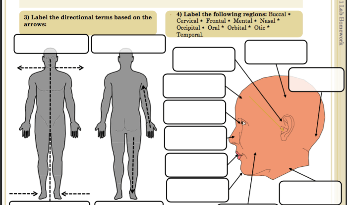 Openstax anatomy and physiology test bank pdf