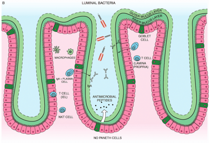 Mucosal immune tolerance surfaces response biology cells intestinal malt adaptive intestine lumen epithelium epithelial system tissue surface lymphoid dendritic lining